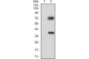 TUBE1 antibody  (AA 314-472)