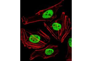 Image no. 2 for anti-Family with Sequence Similarity 50, Member A (FAM50A) (AA 311-339), (C-Term) antibody (ABIN1881334)