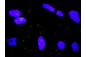 Image no. 1 for anti-Ral Guanine Nucleotide Dissociation Stimulator (RALGDS) (AA 793-902) antibody (ABIN562574)