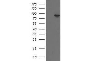 Image no. 1 for anti-Tripartite Motif Containing 2 (TRIM2) (AA 1-100), (AA 645-744) antibody (ABIN1490540)