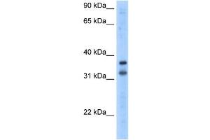 Image no. 1 for anti-Potassium Channel Regulator (KCNRG) (N-Term) antibody (ABIN630080)