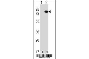 Image no. 3 for anti-RIO Kinase 1 (RIOK1) (AA 126-156), (N-Term) antibody (ABIN391301)