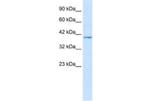 Image no. 1 for anti-Nucleobindin 2 (NUCB2) antibody (ABIN2461367)