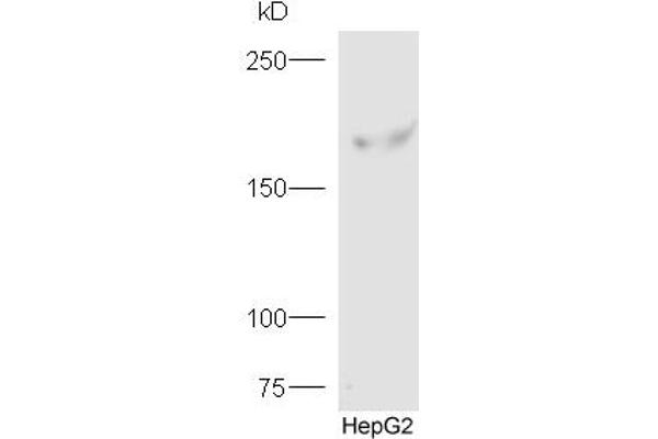 anti-FYVE and Coiled-Coil Domain Containing 1 (FYCO1) (AA 1051-1150) antibody
