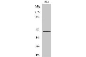 Image no. 1 for anti-HORMA Domain Containing 1 (HORMAD1) (C-Term) antibody (ABIN3185070)