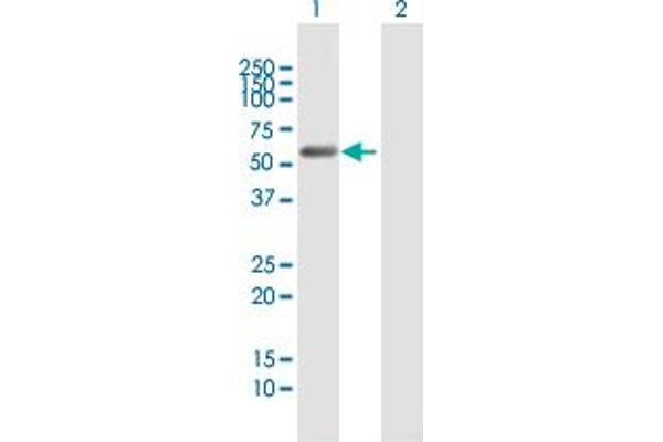 C9orf156 antibody  (AA 1-441)