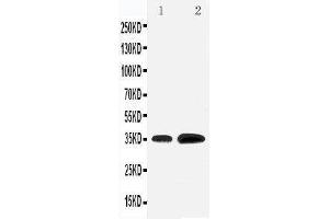 Image no. 1 for anti-Kruppel-Like Factor 3 (Basic) (KLF3) (AA 20-34), (N-Term) antibody (ABIN3044105)
