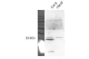Image no. 1 for anti-Nuclear Cap Binding Protein Subunit 2 (NCBP2) antibody (ABIN1720790)