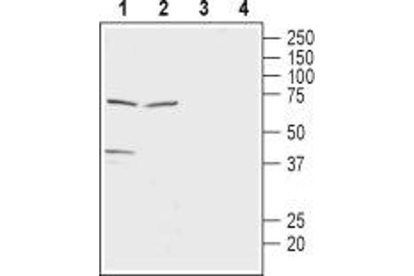 anti-Solute Carrier Family 16, Member 7 (Monocarboxylic Acid Transporter 2) (SLC16A7) (AA 456-468), (C-Term), (Intracellular) antibody