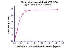 Immobilized Yervoy Ipilimumab (Human IgG1) at 10 μg/mL (100 μL/well) can bind Biotinylated Human FcRn / FCGRT & B2M (Cat# FCM-H8286 ) with a linear range of 0.