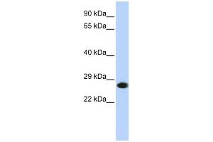Image no. 1 for anti-Proteasome Subunit alpha 2 (PSMA2) (N-Term) antibody (ABIN2786711)