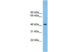 Image no. 1 for anti-G Protein-Coupled Receptor 87 (GPR87) (N-Term) antibody (ABIN2775501)