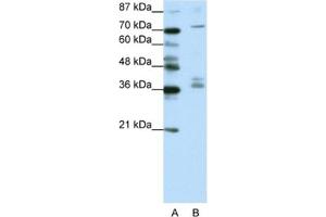 Image no. 1 for anti-A Kinase (PRKA) Anchor Protein (Yotiao) 9 (AKAP9) antibody (ABIN2461765)