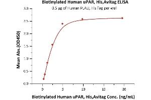 Image no. 1 for Plasminogen Activator, Urokinase Receptor (PLAUR) (AA 23-303) (Active) protein (His tag,AVI tag,Biotin) (ABIN6973301)