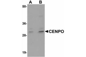 Image no. 1 for anti-Centromere Protein O (CENPO) (Internal Region) antibody (ABIN478176)