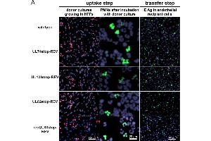 Comparison of Merlin-RL13tetO wild-type and the revertants used in this study during PMN-mediated transmission.