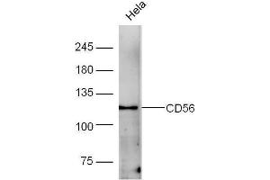 Image no. 2 for anti-Neural Cell Adhesion Molecule 1 (NCAM1) (AA 701-800) antibody (ABIN672531)