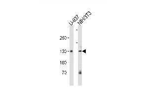 Image no. 1 for anti-Tripartite Motif Containing 24 (TRIM24) (AA 16-45), (N-Term) antibody (ABIN1539087)