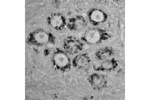 Image no. 1 for anti-Contactin 1 (CNTN1) antibody (ABIN350242)