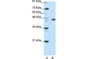 Image no. 1 for anti-Early Growth Response 4 (EGR4) (C-Term) antibody (ABIN2780389)