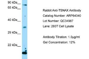 Image no. 1 for anti-Translin-Associated Factor X (TSNAX) (Middle Region) antibody (ABIN2789810)