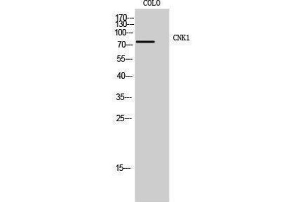 anti-Connector Enhancer of Kinase Suppressor of Ras 1 (CNKSR1) (Internal Region) antibody