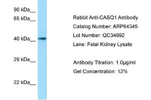 Image no. 1 for anti-Calsequestrin 1 (CASQ1) (Middle Region) antibody (ABIN2789811)