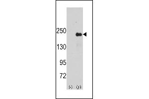 SPAG9 anticorps  (AA 603-632)