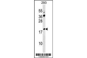 Image no. 1 for anti-Lysozyme-Like 4 (LYZL4) (AA 37-63) antibody (ABIN1538359)