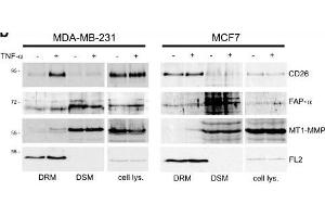 Image no. 2 for anti-Fibroblast Activation Protein, alpha (FAP) (Center) antibody (ABIN2854402)