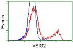 Image no. 1 for anti-V-Set and Immunoglobulin Domain Containing 2 (VSIG2) antibody (ABIN2735441)