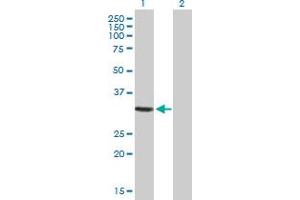 Image no. 3 for anti-GTPase, IMAP Family Member 5 (GIMAP5) (AA 1-307) antibody (ABIN527506)