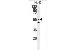 LL Antibody (Center) (ABIN651901 and ABIN2840445) western blot analysis in HL-60 cell line lysates (15 μg/lane).
