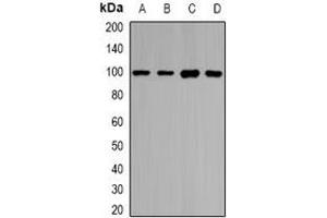 Image no. 2 for anti-Piwi-Like 1 (PIWIL1) antibody (ABIN2966714)