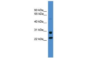 Image no. 1 for anti-Malectin (MLEC) (C-Term) antibody (ABIN2782536)
