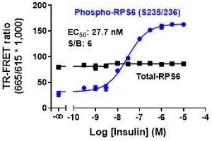 Image no. 3 for Total Ribosomal Protein S6 TR-FRET Cellular Assay Kit (ABIN6938976)