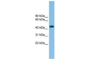 Image no. 1 for anti-Nodal Homolog (NODAL) (Middle Region) antibody (ABIN2787062)