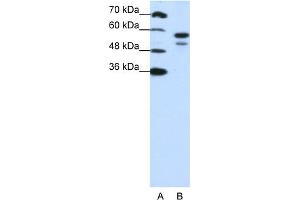 anti-U2 Small Nuclear RNA Auxiliary Factor 2 (U2AF59) (N-Term) antibody