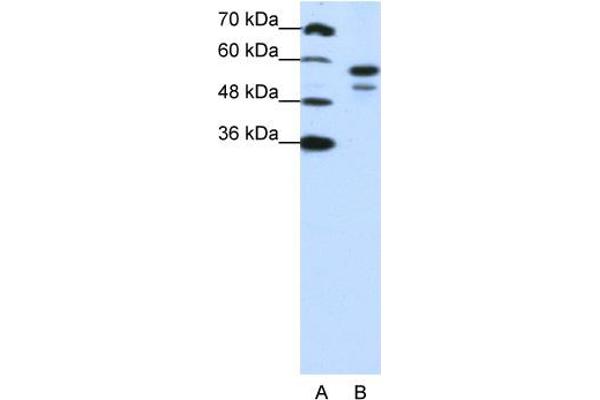 anti-U2 Small Nuclear RNA Auxiliary Factor 2 (U2AF59) (N-Term) antibody