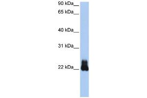RHOD anticorps  (N-Term)