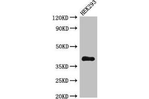 DHRS13 antibody  (AA 1-327)