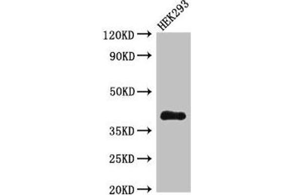DHRS13 antibody  (AA 1-327)
