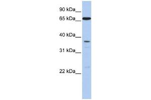 anti-ATP-Binding Cassette, Sub-Family B (MDR/TAP), Member 9 (ABCB9) (N-Term) antibody