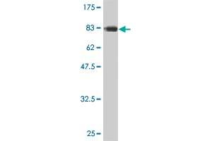 CDC45 antibody  (AA 1-566)