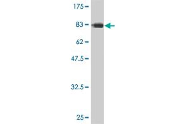 CDC45 antibody  (AA 1-566)