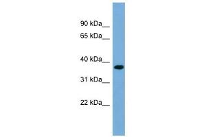 Image no. 1 for anti-Regulation of Nuclear Pre-mRNA Domain Containing 1B (RPRD1B) (Middle Region) antibody (ABIN632445)
