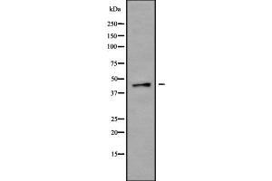 Image no. 1 for anti-Purinergic Receptor P2X, Ligand Gated Ion Channel 1 (P2RX1) (Internal Region) antibody (ABIN6263945)