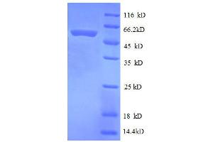 SDS-PAGE (SDS) image for 30S Ribosomal Protein S2 (AA 2-241), (full length) protein (GST tag) (ABIN1046336)