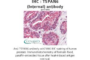 Image no. 1 for anti-Tetraspanin 6 (TSPAN6) (Internal Region) antibody (ABIN1740426)