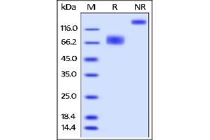 Image no. 2 for Natural Killer Cell Receptor 2B4 (CD244) (AA 22-221) (Active) protein (Fc Tag,AVI tag,Biotin) (ABIN5526627)